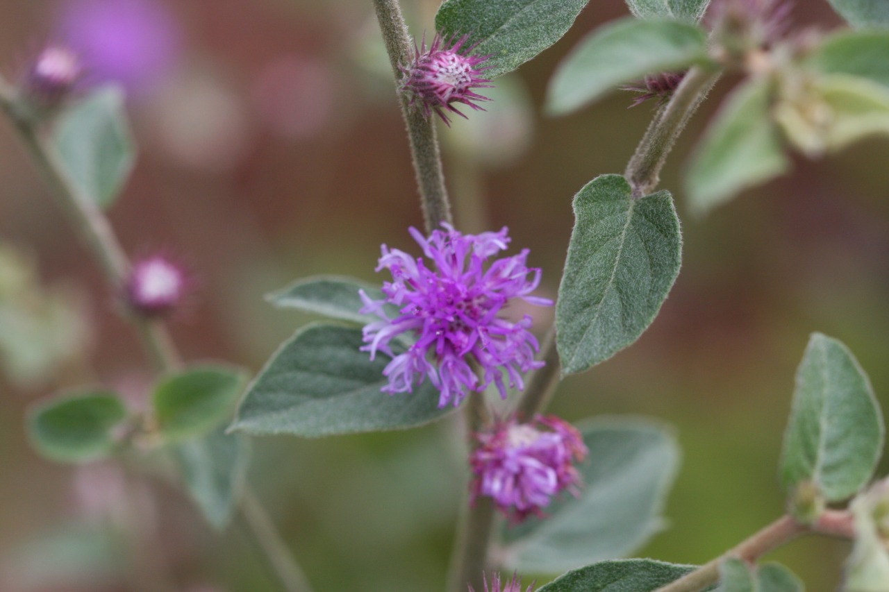 Lepidaploa aurea (Asteraceae) - amargoso